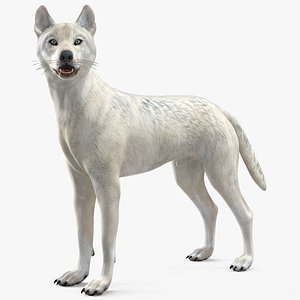 White Wolf Rigged
