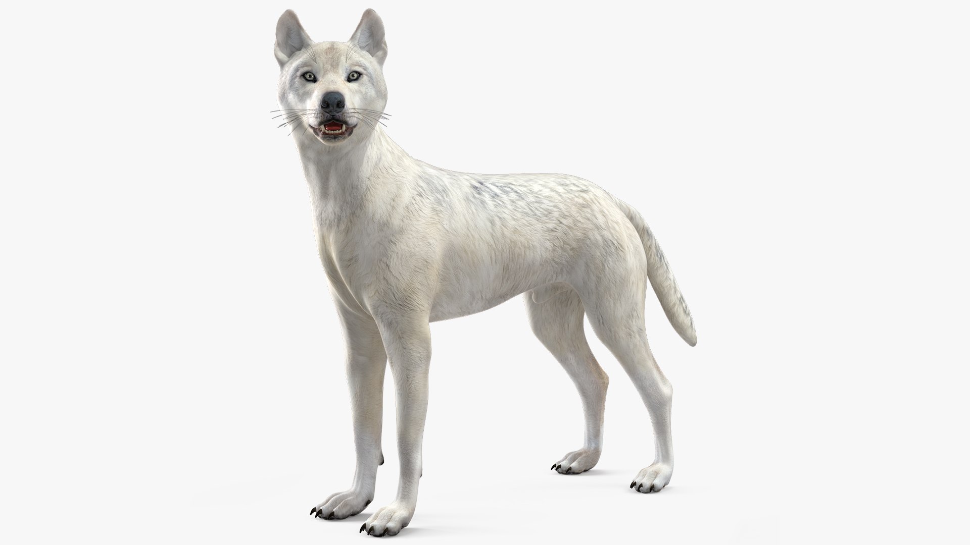 White Wolf Rigged 3D model preview