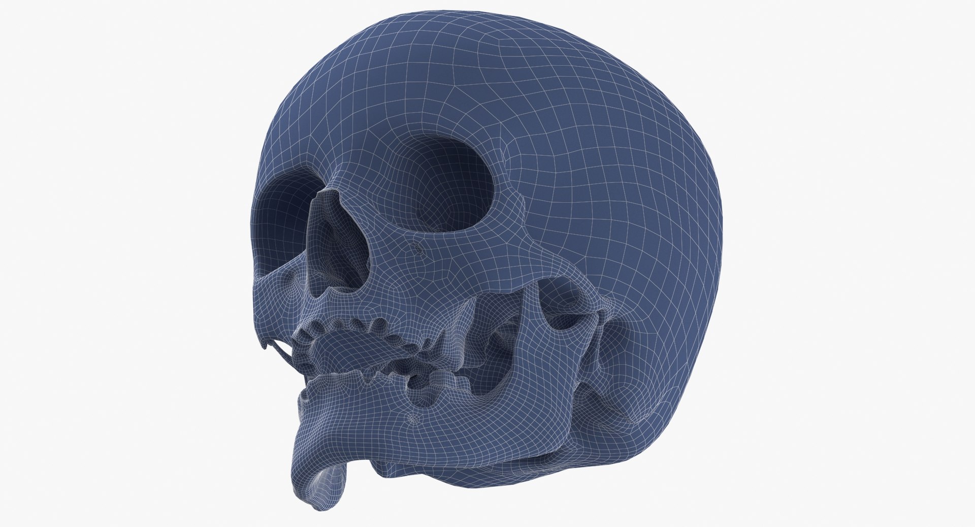 Human Female Skulls Collection White - 3 models model https://p.turbosquid.com/ts-thumb/nI/av8WLj/0L/human_female_skull_damaged_01_wireframe_0008/jpg/1623765817/1920x1080/fit_q87/41935ab3954152510eb0a13dcce384fedf2a211c/human_female_skull_damaged_01_wireframe_0008.jpg