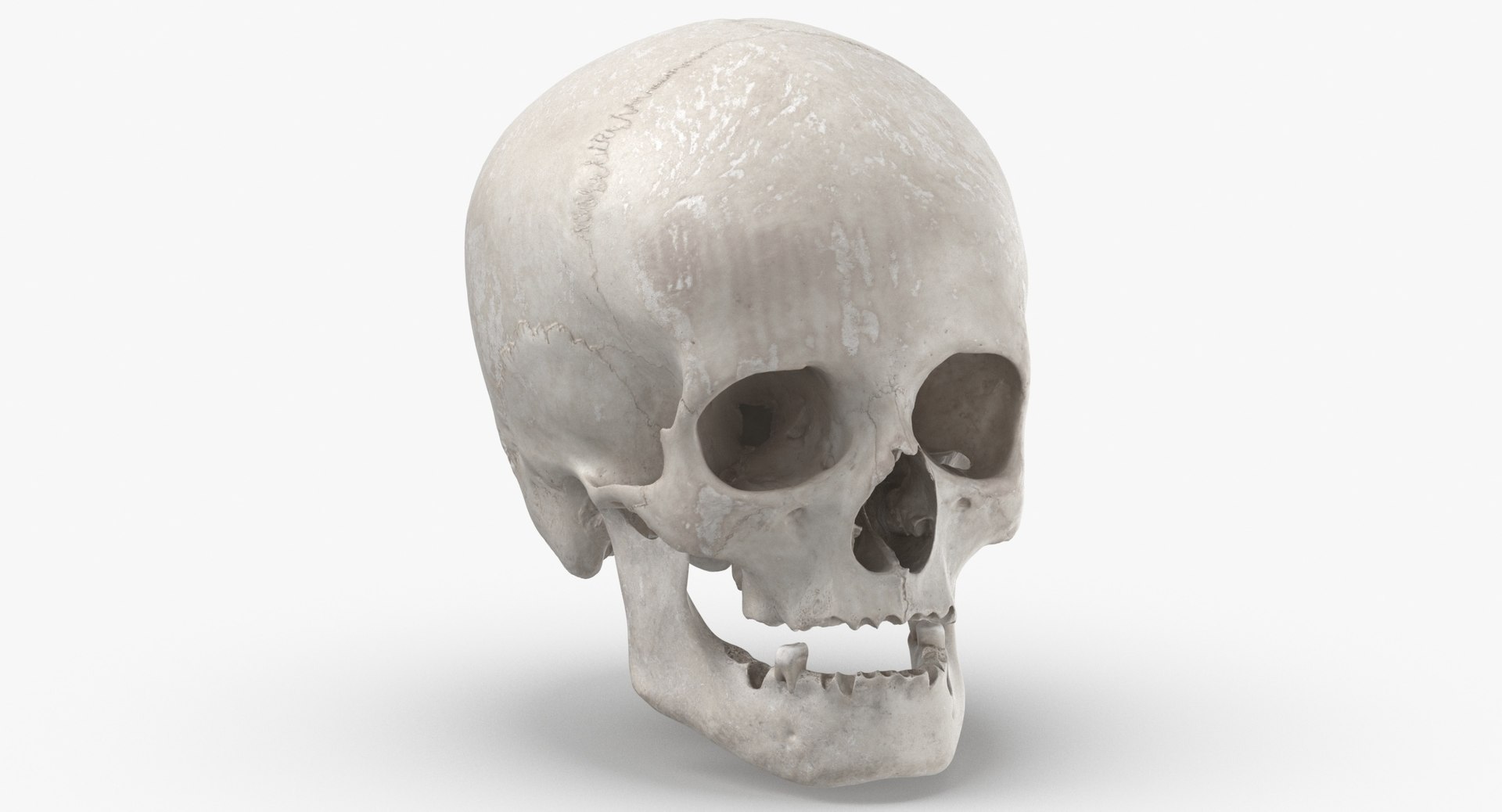 Human Female Skulls Collection White - 3 models model https://p.turbosquid.com/ts-thumb/nI/av8WLj/19/human_female_skull_with_jaw_damaged_01_white_thumbnail_0002/jpg/1623765671/1920x1080/fit_q87/94e18311a27118e85216f2560457a005d01a3464/human_female_skull_with_jaw_damaged_01_white_thumbnail_0002.jpg