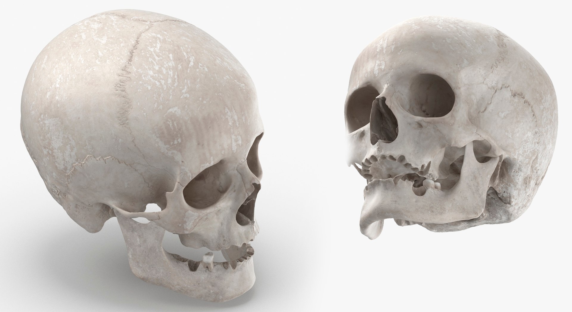 Human Female Skulls Collection White - 3 models model https://p.turbosquid.com/ts-thumb/nI/av8WLj/4m/24/jpg/1623765679/1920x1080/fit_q87/f16b758c824445dd522a20e9a1ec60af3c40070d/24.jpg