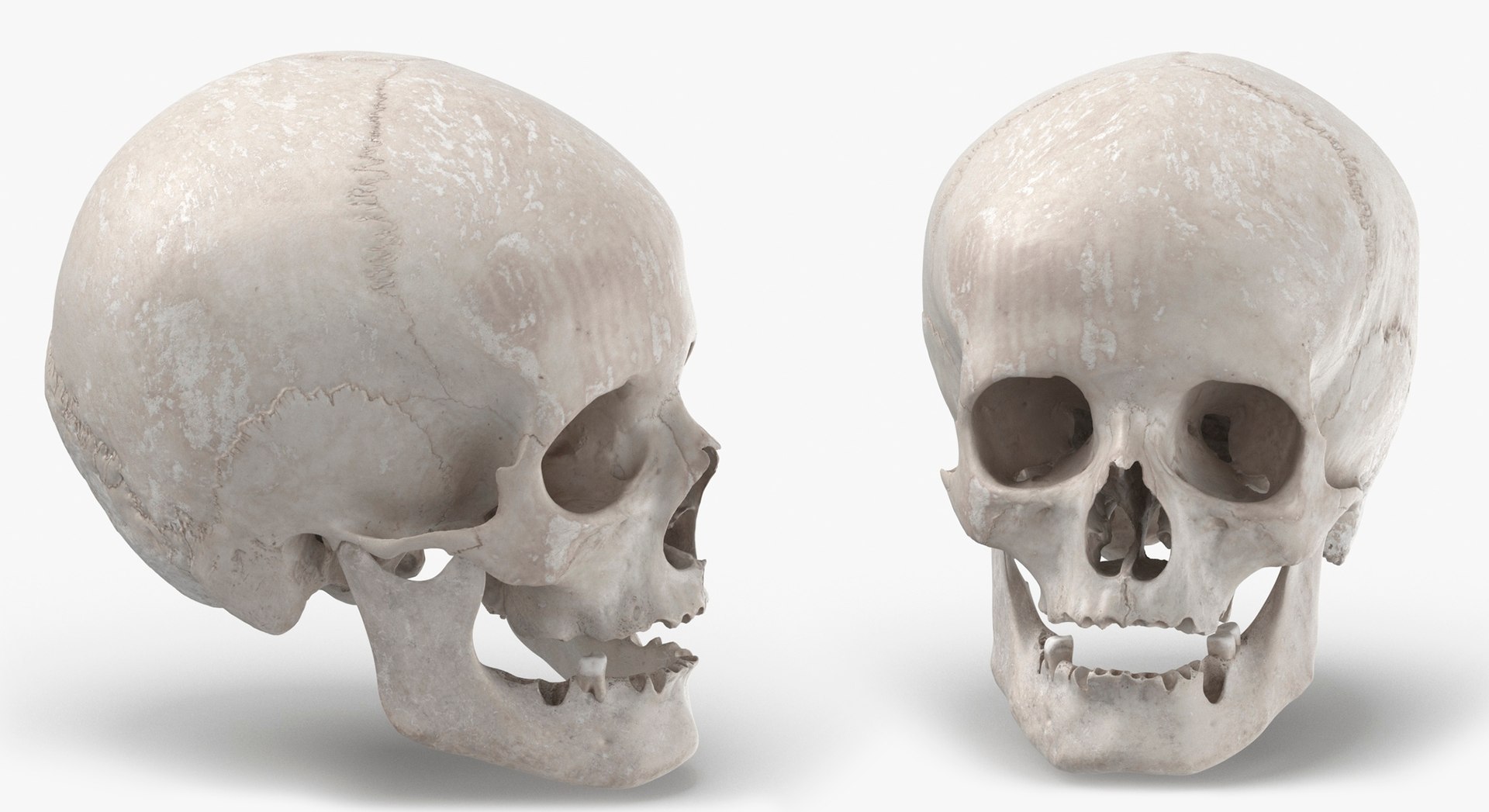 Human Female Skulls Collection White - 3 models model https://p.turbosquid.com/ts-thumb/nI/av8WLj/8M/23/jpg/1623765679/1920x1080/fit_q87/a374e75d93357a48f390bcf5210ea4dd6b8b26b3/23.jpg