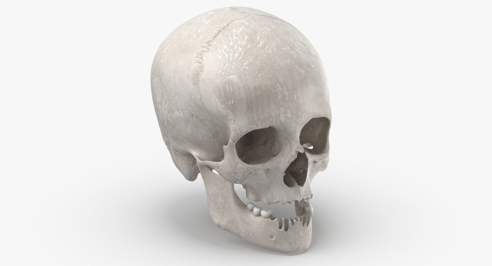 Human Female Skulls Collection White - 3 models model https://p.turbosquid.com/ts-thumb/nI/av8WLj/Bu/0000/jpg/1607088229/1920x1080/turn_fit_q99/687448a431babb261833521ea1eb0ccdef0d8cbd/0000-1.jpg
