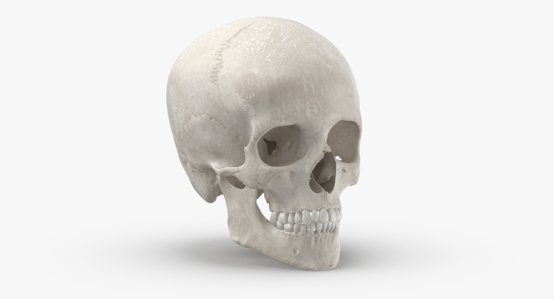 Human Female Skulls Collection White - 3 models model https://p.turbosquid.com/ts-thumb/nI/av8WLj/C2/0000/jpg/1600080577/1920x1080/turn_fit_q99/7283499dceba6f491f180b16e250c97e267f6596/0000-1.jpg