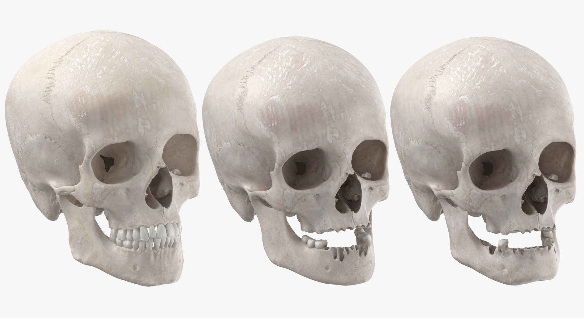 Human Female Skulls Collection White - 3 models model https://p.turbosquid.com/ts-thumb/nI/av8WLj/E7/8/jpg/1623765678/1920x1080/fit_q87/fbe6632438a4ef57ce64616f29d54a59e6313c4a/8.jpg