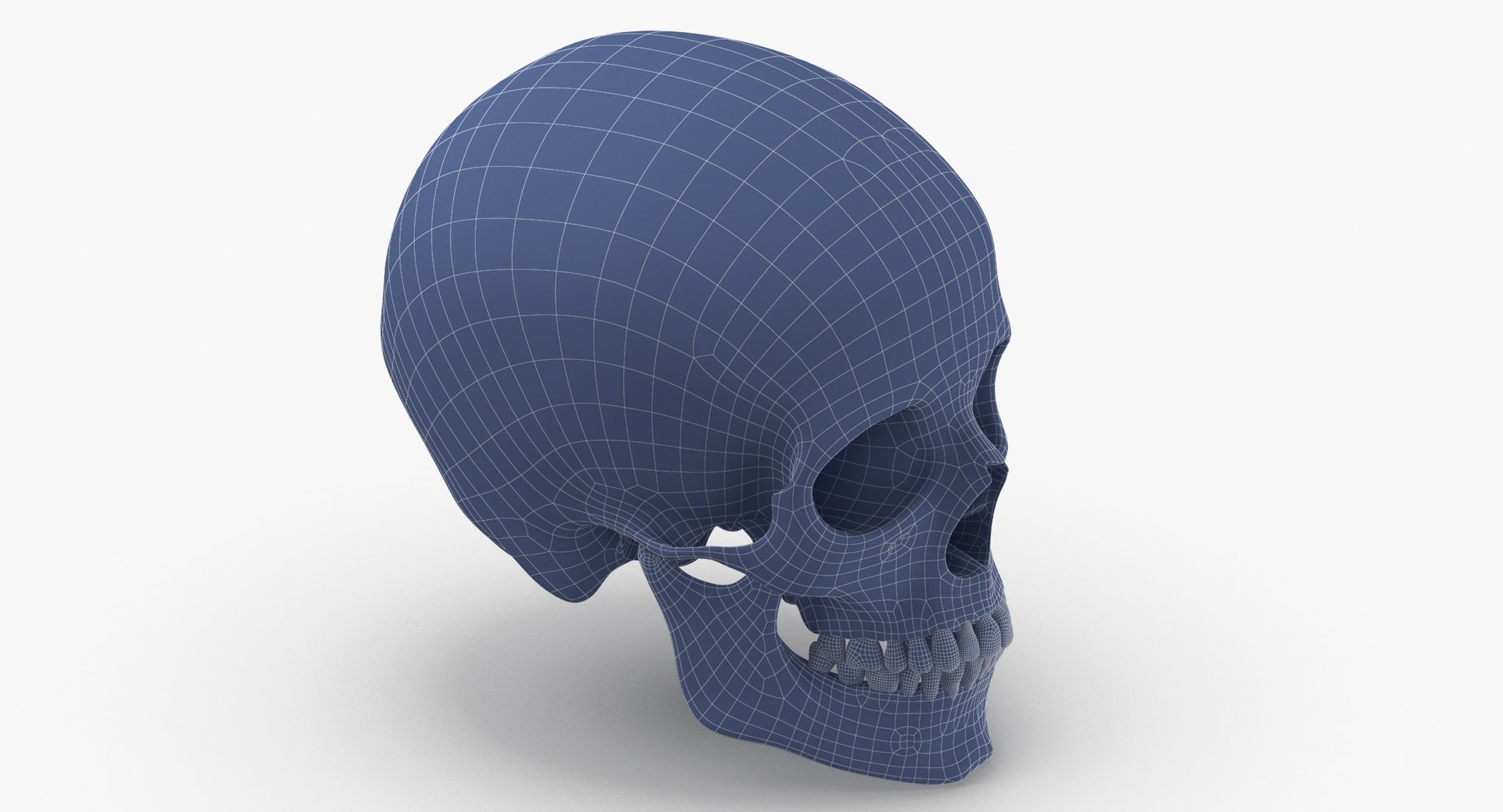 Human Female Skulls Collection White - 3 models model https://p.turbosquid.com/ts-thumb/nI/av8WLj/JV/human_woman_skull_cranial_01_with_teeth_001_wireframe_0006/jpg/1623765811/1920x1080/fit_q87/67d3c22db442a049f018f116528b893bfbbd01de/human_woman_skull_cranial_01_with_teeth_001_wireframe_0006.jpg