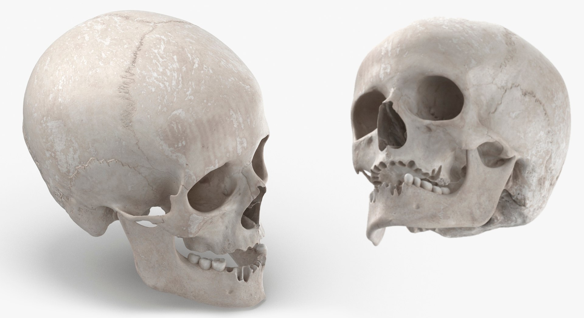 Human Female Skulls Collection White - 3 models model https://p.turbosquid.com/ts-thumb/nI/av8WLj/MF/7/jpg/1623765677/1920x1080/fit_q87/c296e7869f98b802f4b4c221107cd8b7def6d511/7.jpg