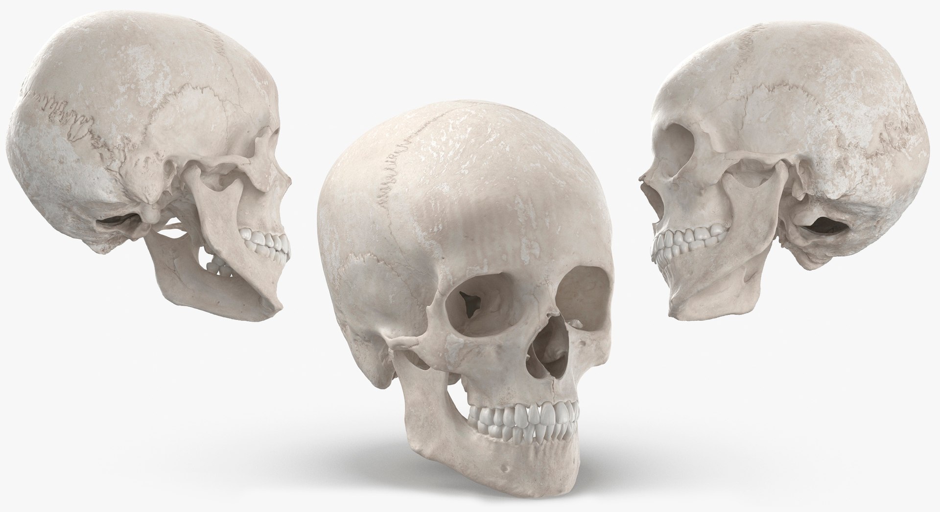 Human Female Skulls Collection White - 3 models model https://p.turbosquid.com/ts-thumb/nI/av8WLj/Nt/12/jpg/1623765678/1920x1080/fit_q87/94b0136d92446e66a6e150b480413abf43b2e222/12.jpg