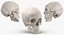 Collection Crânes Humains Femelles Blanc - 3 modèles