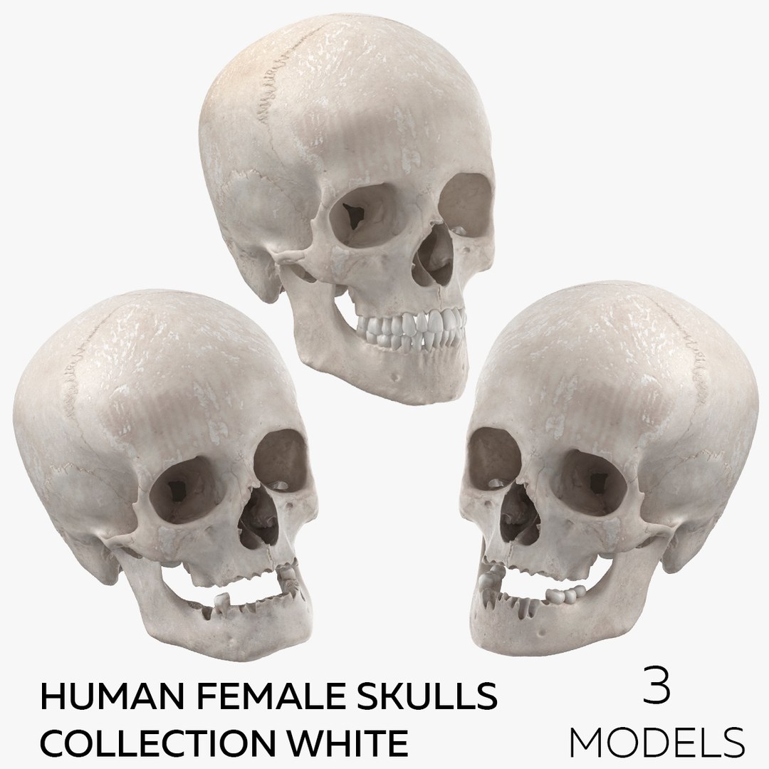 Human Female Skulls Collection White - 3 models model https://p.turbosquid.com/ts-thumb/nI/av8WLj/P4/square/jpg/1623765656/1920x1080/fit_q87/9cfb936338bb70b75842c8e54cb89dba9e5ecc84/square.jpg