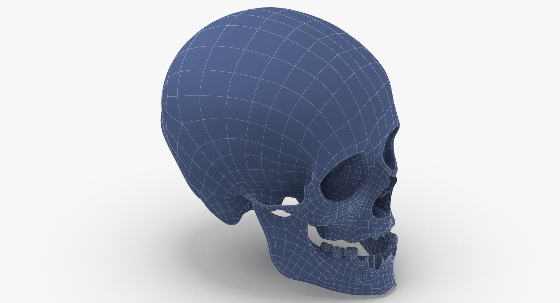 Human Female Skulls Collection White - 3 models model https://p.turbosquid.com/ts-thumb/nI/av8WLj/h3/human_female_skull_damaged_02_wireframe_0006/jpg/1623765816/1920x1080/fit_q87/2de2308d8447909bc0d7a5a7f3026ddee2982b45/human_female_skull_damaged_02_wireframe_0006.jpg
