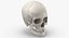 Collection Crânes Humains Femelles Blanc - 3 modèles