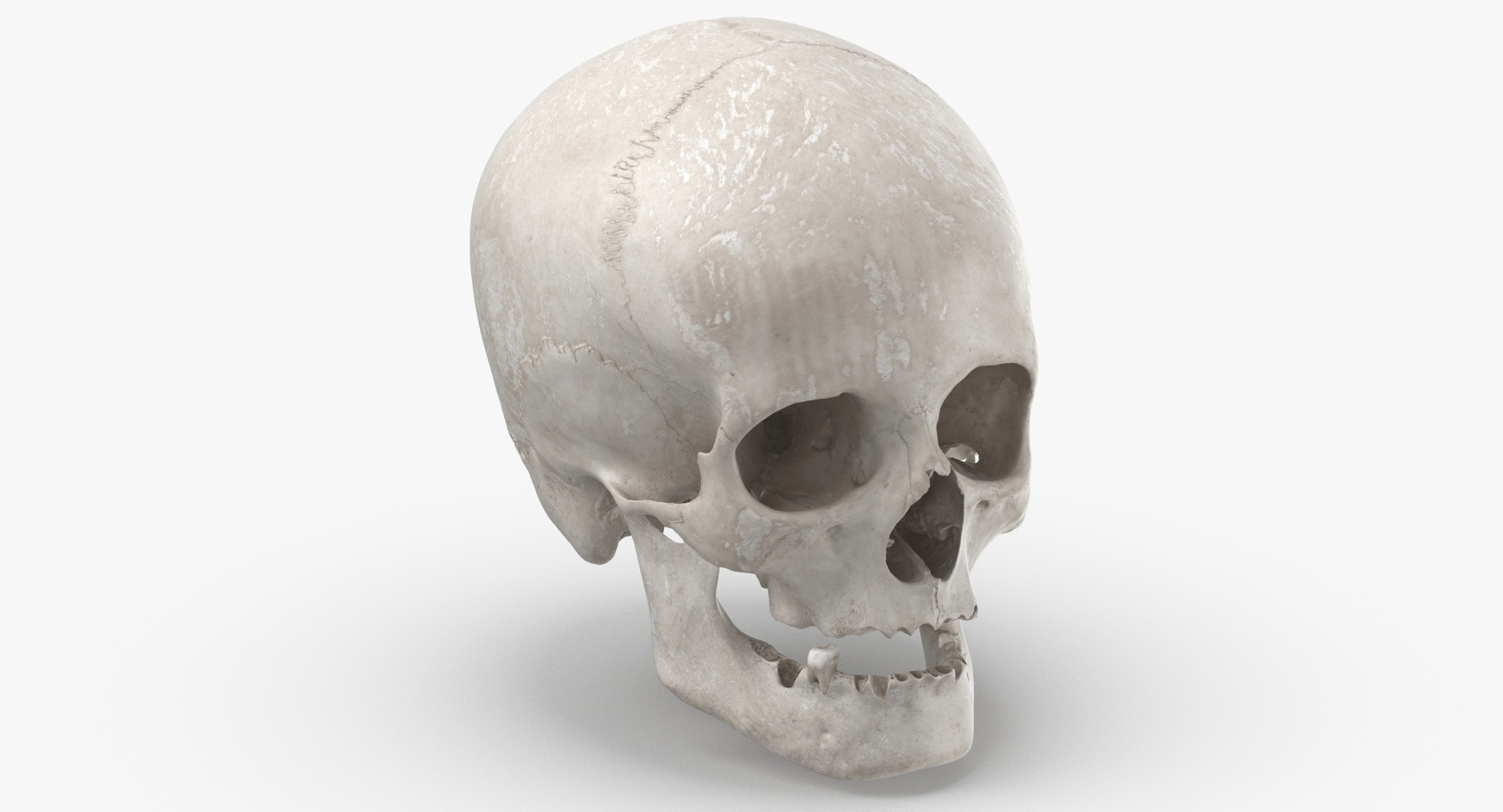 Human Female Skulls Collection White - 3 models model https://p.turbosquid.com/ts-thumb/nI/av8WLj/kU/0000/jpg/1607087450/1920x1080/turn_fit_q99/157a7067d1ab4bf1a700d9cf68117cc33b7ca72a/0000-1.jpg