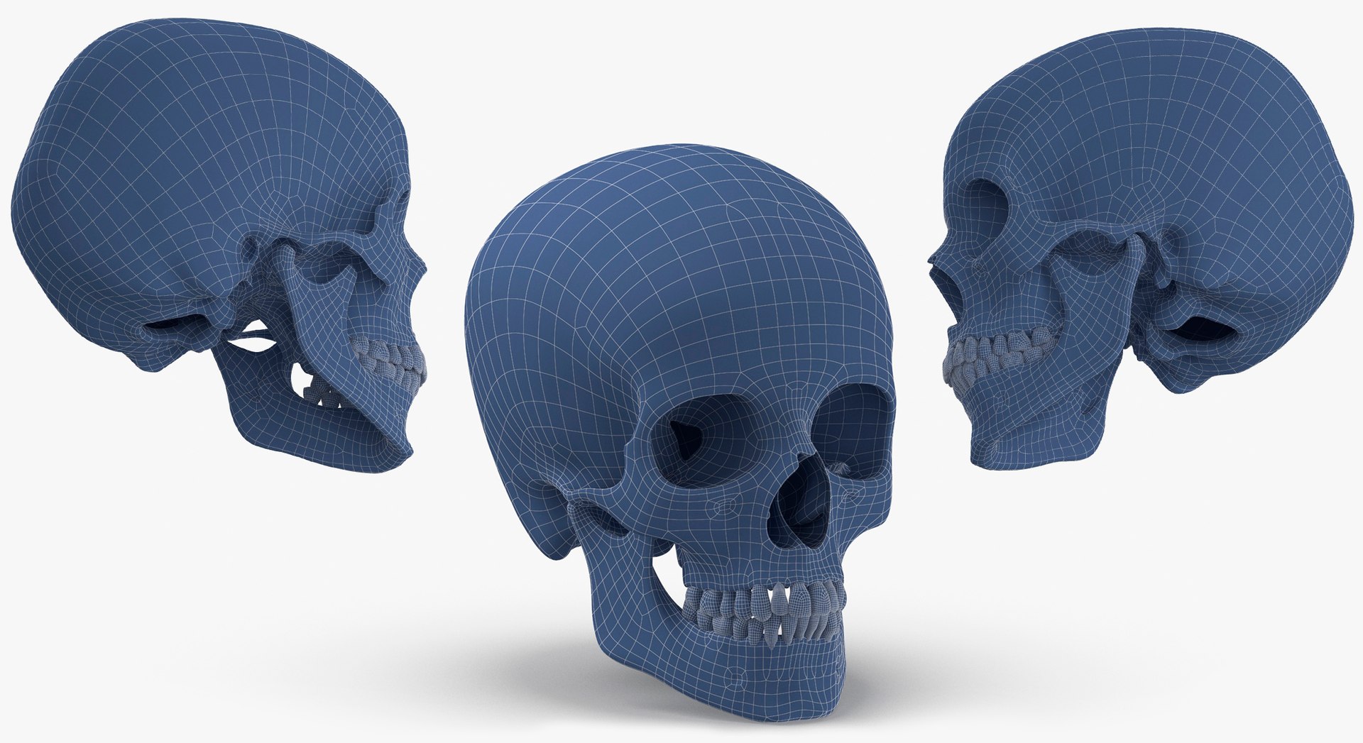 Human Female Skulls Collection White - 3 models model https://p.turbosquid.com/ts-thumb/nI/av8WLj/nw/11/jpg/1623765812/1920x1080/fit_q87/7989b123a4ae6eefea333e71b3bdcf13858a541c/11.jpg