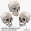 Collection Crânes Humains Femelles Blanc - 3 modèles