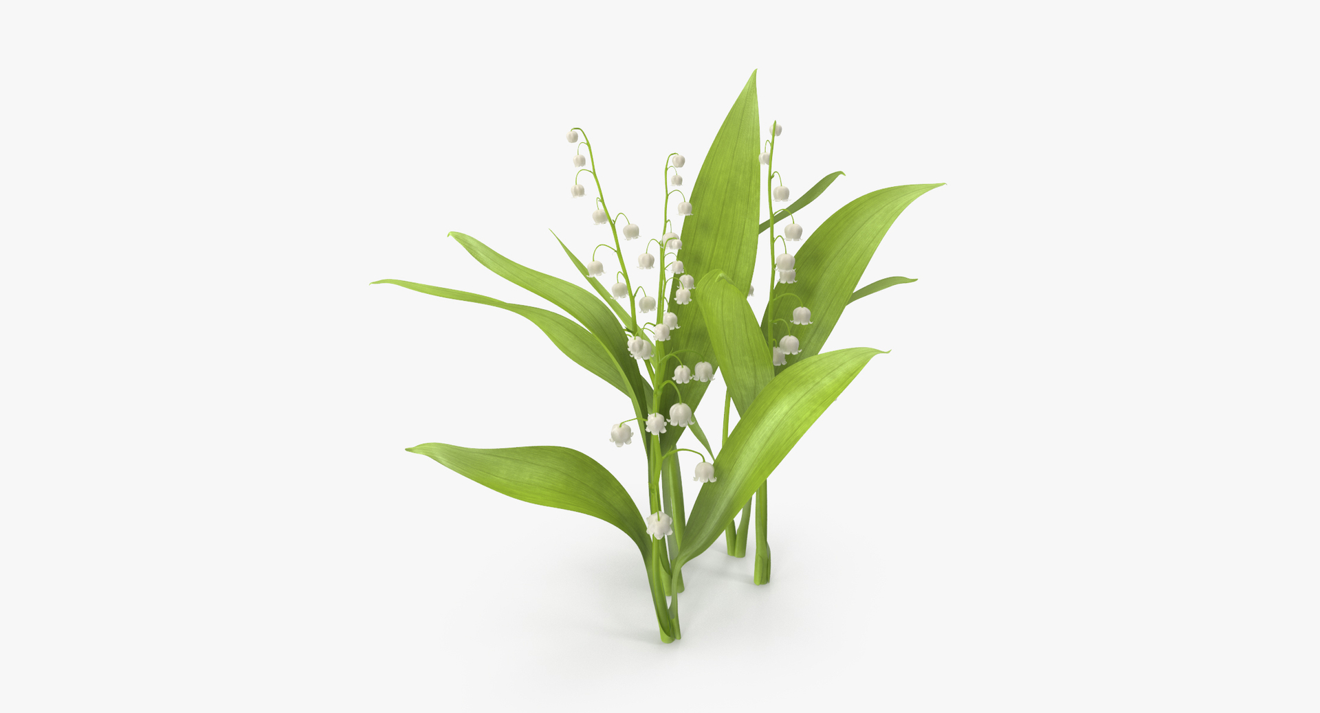 Natural Group Lily Valley 3d C4d