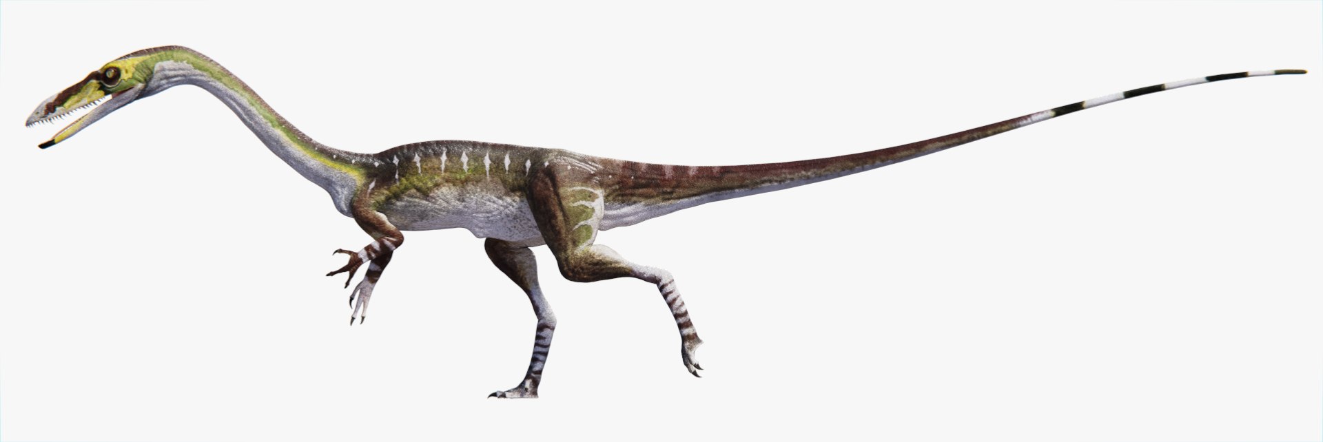 3d model dinosaur coelophysis https://p.turbosquid.com/ts-thumb/nI/gT9m2Y/S7wzqHNh/orthographic/png/1441033973/1920x1080/fit_q87/14e573af055cf78762e48e79fc63daf39ad85730/orthographic.jpg