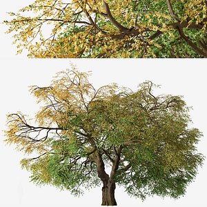 California black oak or Quercus kelloggii Tree 3D