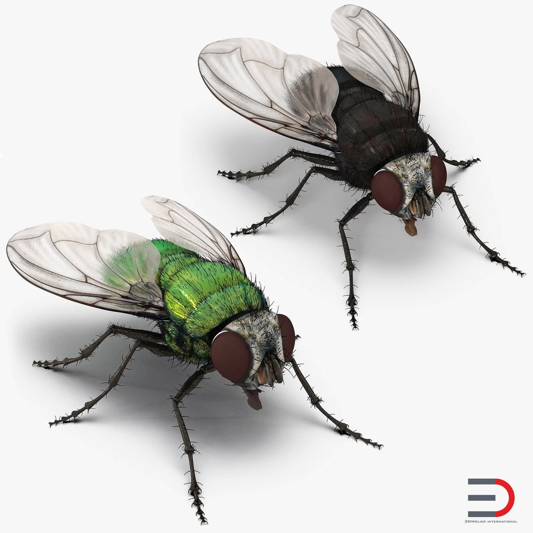Flies with Fur 3D Models Collection 3D model preview