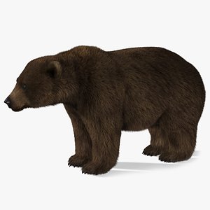 3D model Next Gen AAA Brown Bear - game model VR / AR / low-poly