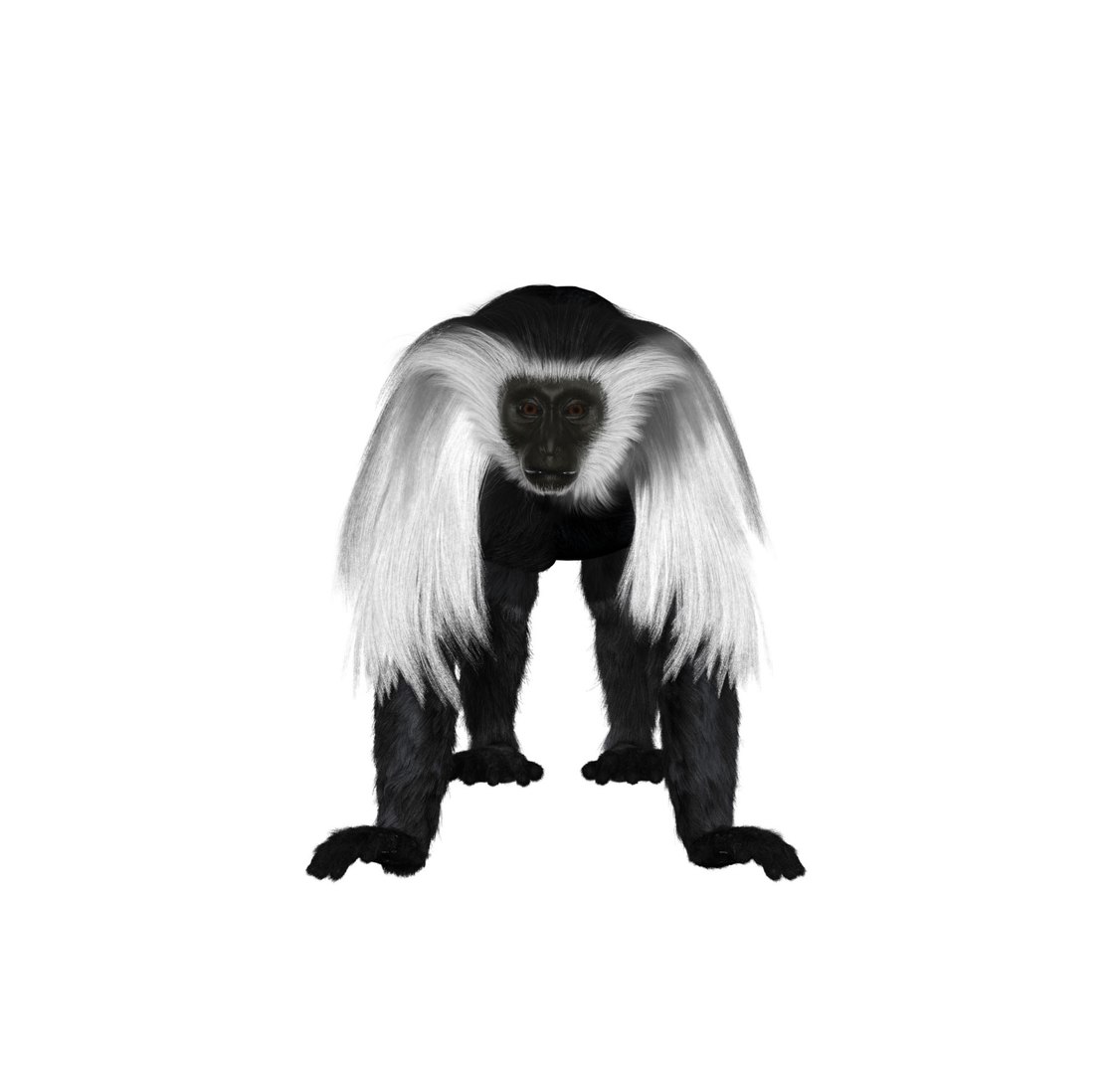 3D Colobus Monkey Fur Model - TurboSquid 1167966