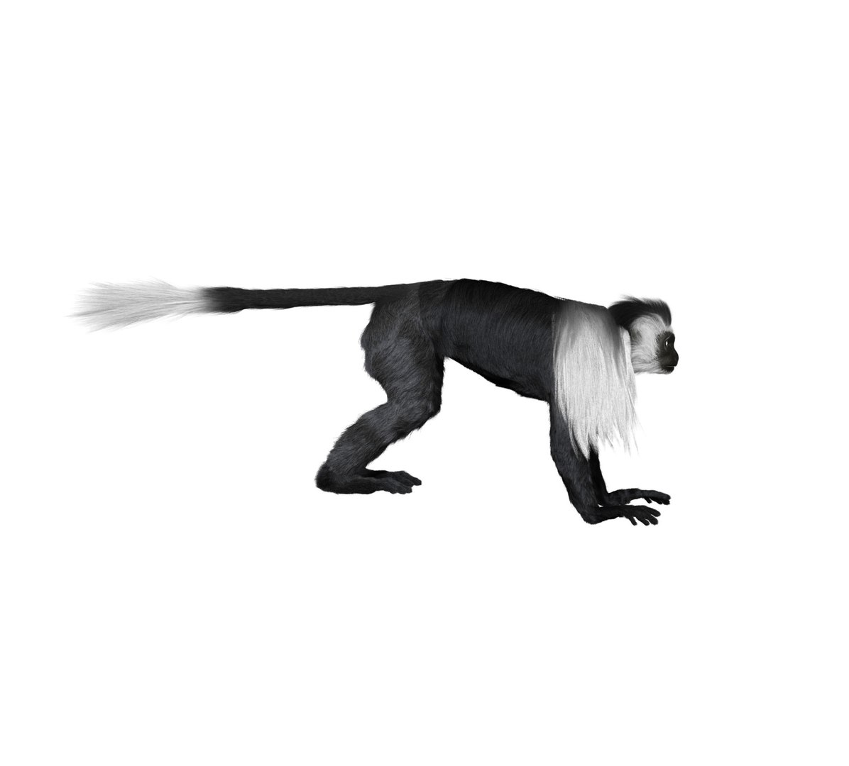 3D Colobus Monkey Fur Model - TurboSquid 1167966