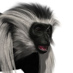3D colobus monkey fur model