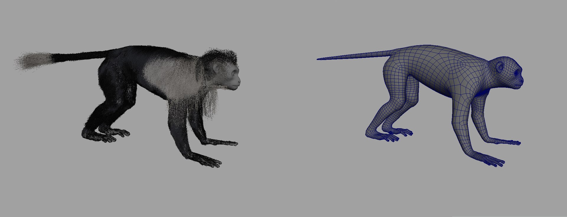 3D Colobus Monkey Fur Model - TurboSquid 1167966