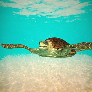 Sea Turtle