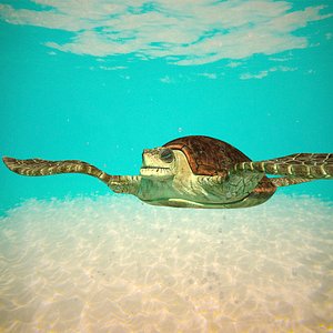 Sea Turtle