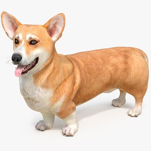 Dog Welsh Corgi Pembroke Rigged for Maya