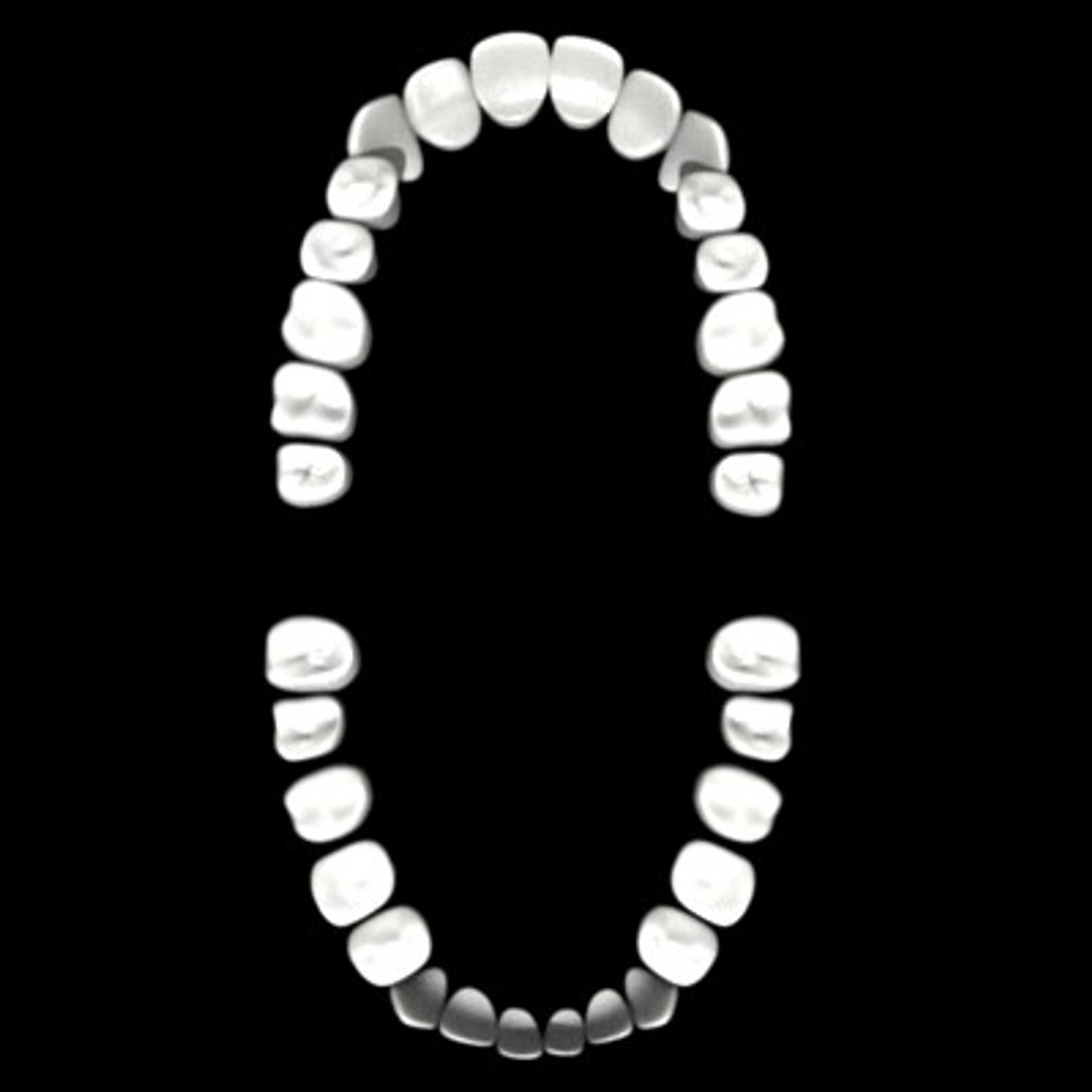 human teeth 3d model https://p.turbosquid.com/ts-thumb/nJ/llV596/vfrp2pht/teethb/jpg/1187549234/1920x1080/fit_q87/09621d91dac105f1369d80364eff226491b758aa/teethb.jpg