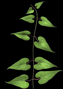 plant flower 3ds