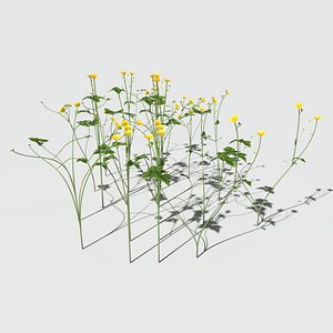 3D creeping buttercup flower pack