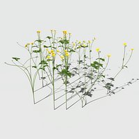 Creeping Buttercup Flower Pack