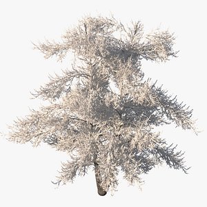 3D model snow tree