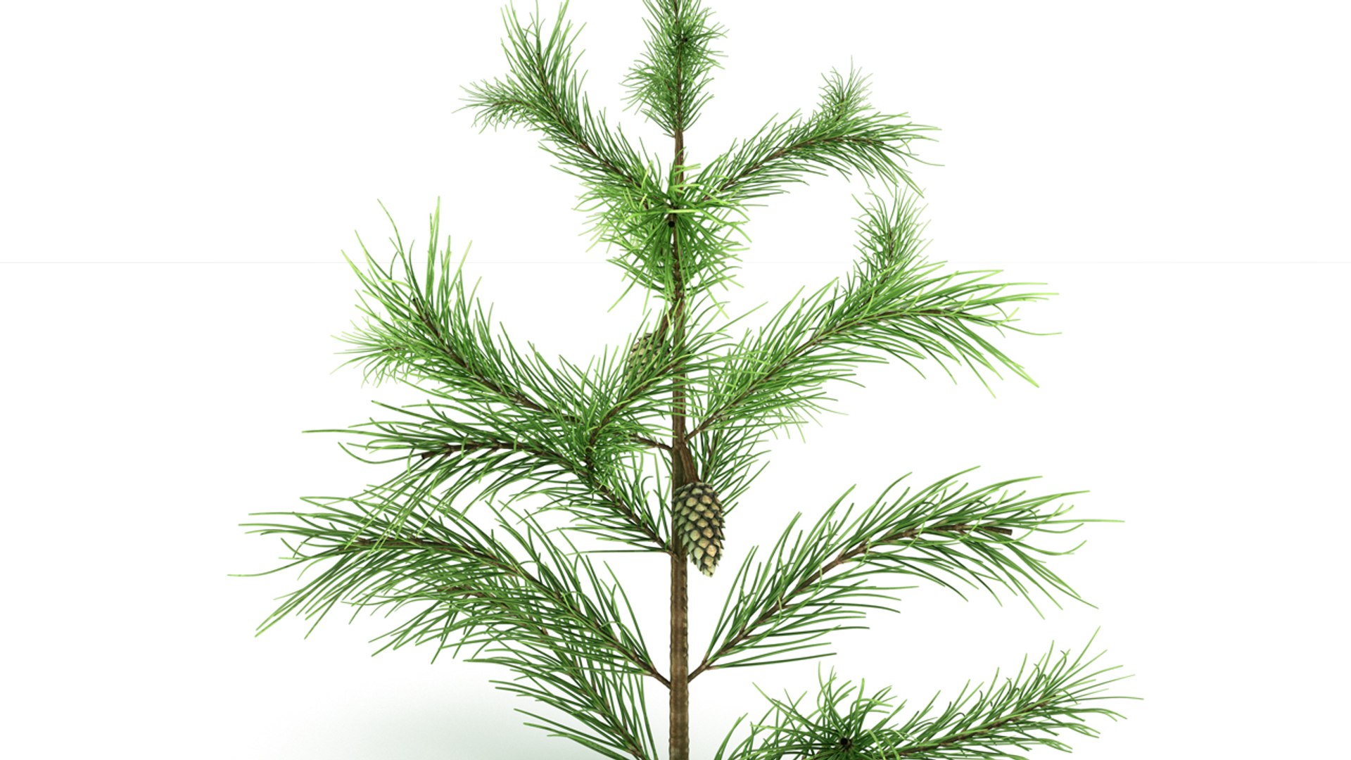 3d Conifer Leaf