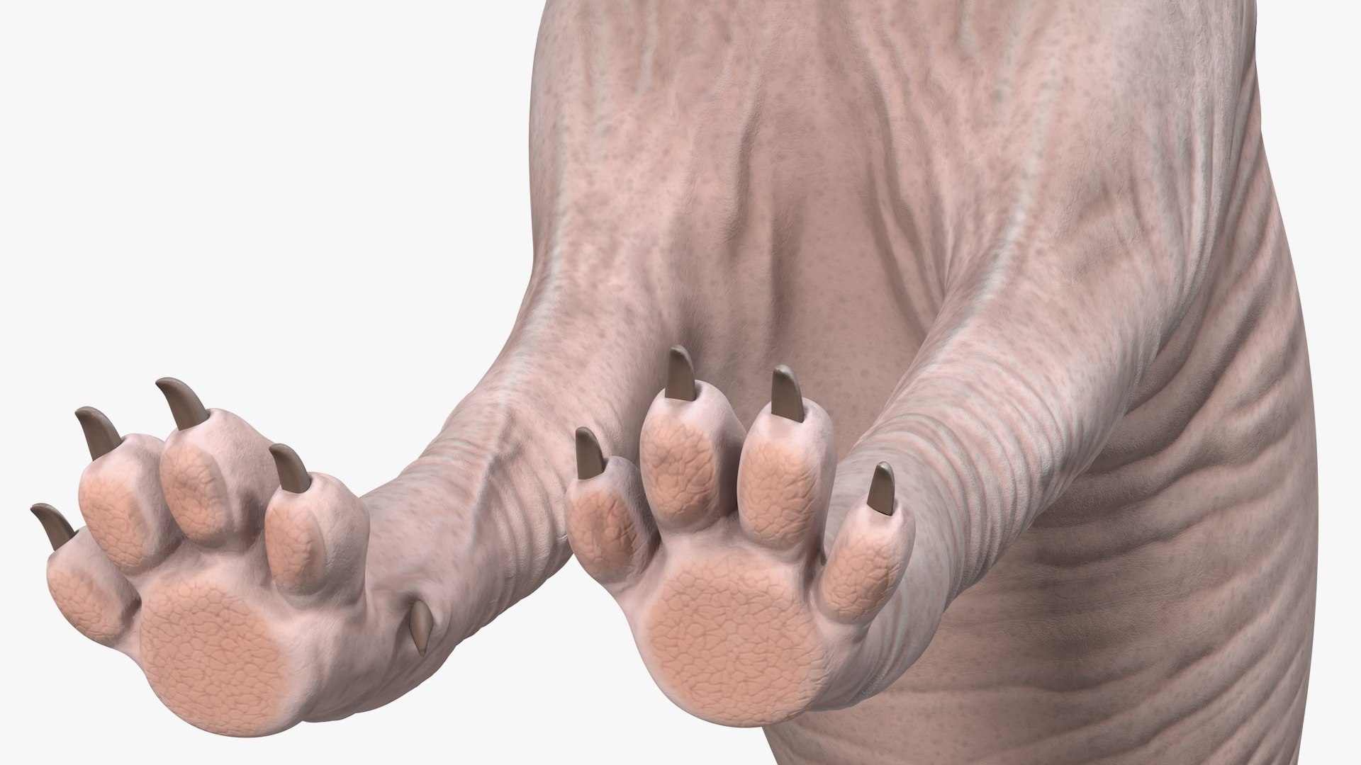 dark cream sphynx cat 3D model https://p.turbosquid.com/ts-thumb/nK/42DH3g/0uzMNZ6X/darkcreamsphynxcatriggedvray3dmodel022/jpg/1606610346/1920x1080/fit_q87/323aa13fb0215b6dcc6e5ade0b152fc75b39b3d9/darkcreamsphynxcatriggedvray3dmodel022.jpg