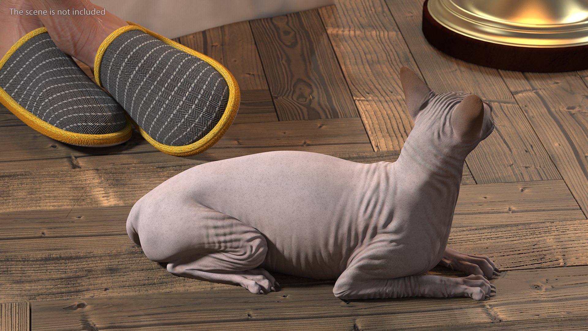 dark cream sphynx cat 3D model https://p.turbosquid.com/ts-thumb/nK/42DH3g/55Lq1U5r/darkcreamsphynxcatriggedvray3dmodel010/jpg/1606610198/1920x1080/fit_q87/9a781846b21f8f37384ab7224dcb2a3e83495f51/darkcreamsphynxcatriggedvray3dmodel010.jpg