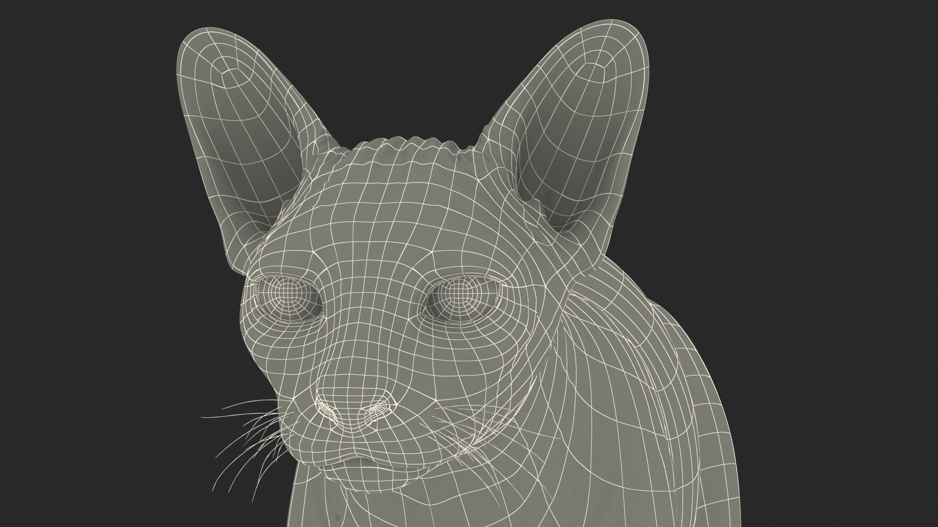 dark cream sphynx cat 3D model https://p.turbosquid.com/ts-thumb/nK/42DH3g/9kTdPJQC/darkcreamsphynxcatriggedvray3dmodel029/jpg/1606610441/1920x1080/fit_q87/41636e551b538d2bc064af10f66083386f843849/darkcreamsphynxcatriggedvray3dmodel029.jpg
