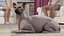 为 Maya 装配的深色奶油色 Sphynx 猫