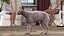 为 Maya 装配的深色奶油色 Sphynx 猫