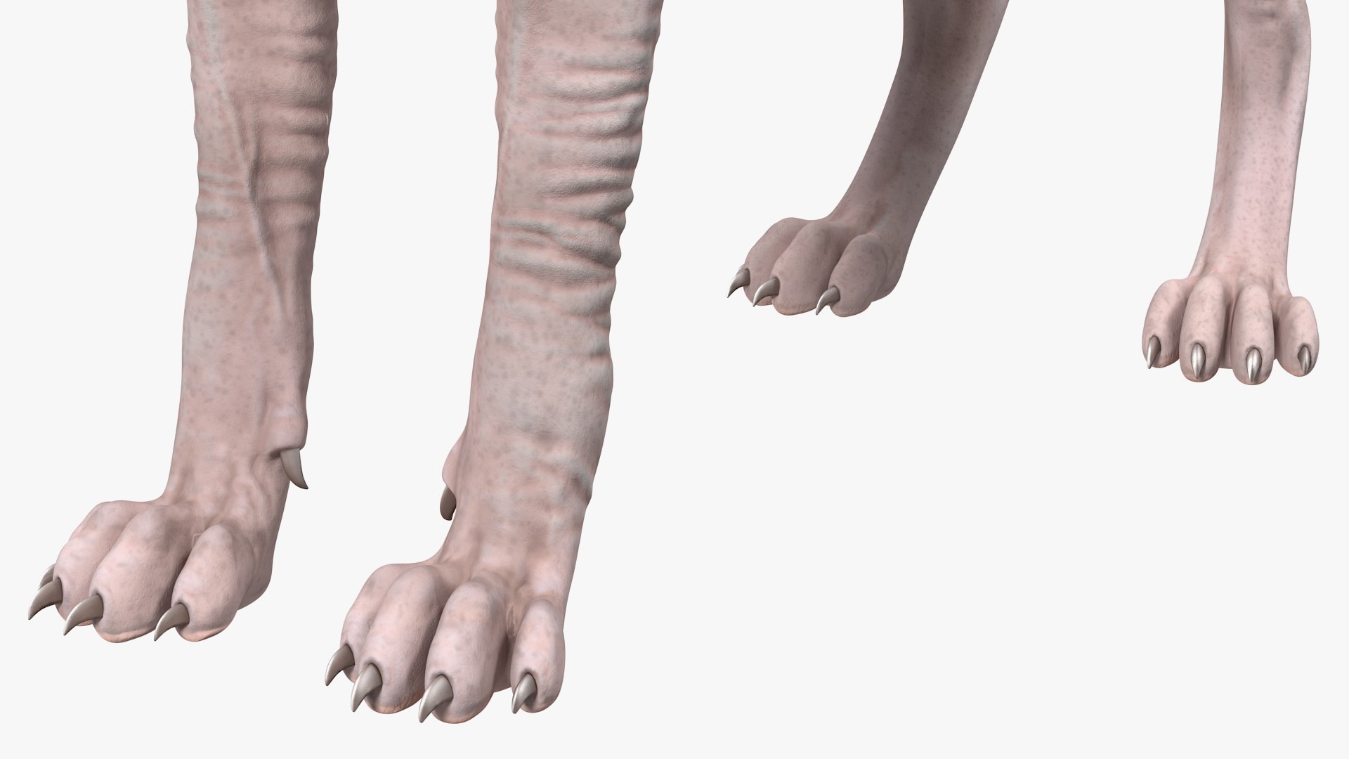 dark cream sphynx cat 3D model https://p.turbosquid.com/ts-thumb/nK/42DH3g/J60UXpnI/darkcreamsphynxcatriggedvray3dmodel021/jpg/1606610330/1920x1080/fit_q87/316319b2fe6320b0a7a05c9aaff52a31c74f6098/darkcreamsphynxcatriggedvray3dmodel021.jpg