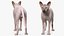 为 Maya 装配的深色奶油色 Sphynx 猫