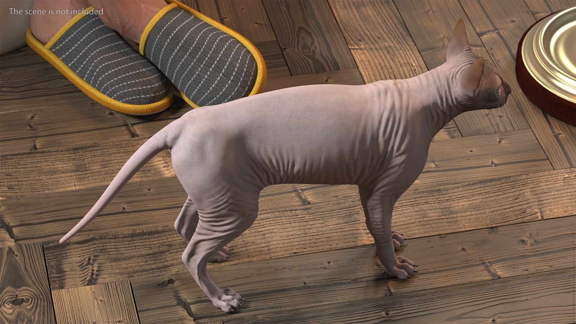 dark cream sphynx cat 3D model https://p.turbosquid.com/ts-thumb/nK/42DH3g/L8DN4003/darkcreamsphynxcatriggedvray3dmodel008/jpg/1606610175/1920x1080/fit_q87/3623b60883b800814d88f77da879d51f3c5423f5/darkcreamsphynxcatriggedvray3dmodel008.jpg
