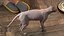 为 Maya 装配的深色奶油色 Sphynx 猫