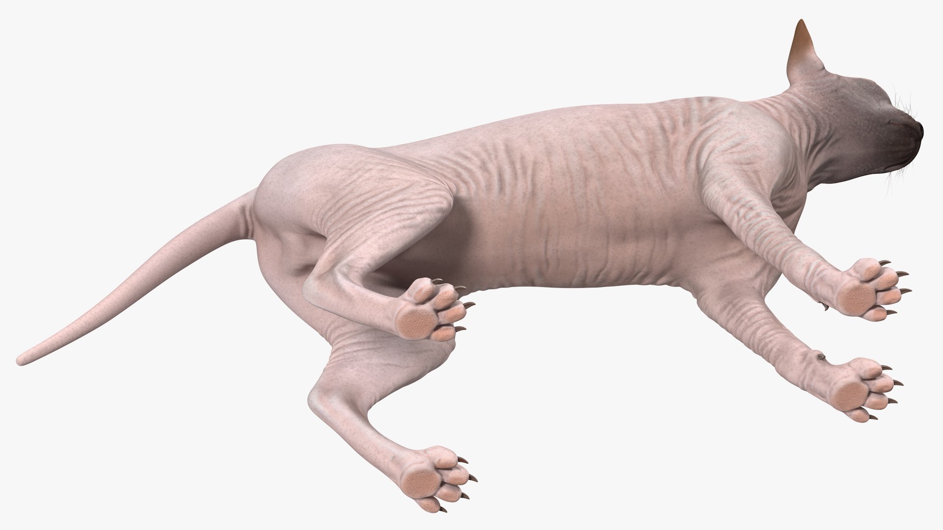 dark cream sphynx cat 3D model https://p.turbosquid.com/ts-thumb/nK/42DH3g/LMRCRW14/darkcreamsphynxcatriggedvray3dmodel020/jpg/1606610318/1920x1080/fit_q87/bdfdeee763d8887ba912ad0a0484de76c9f920d4/darkcreamsphynxcatriggedvray3dmodel020.jpg