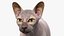 为 Maya 装配的深色奶油色 Sphynx 猫