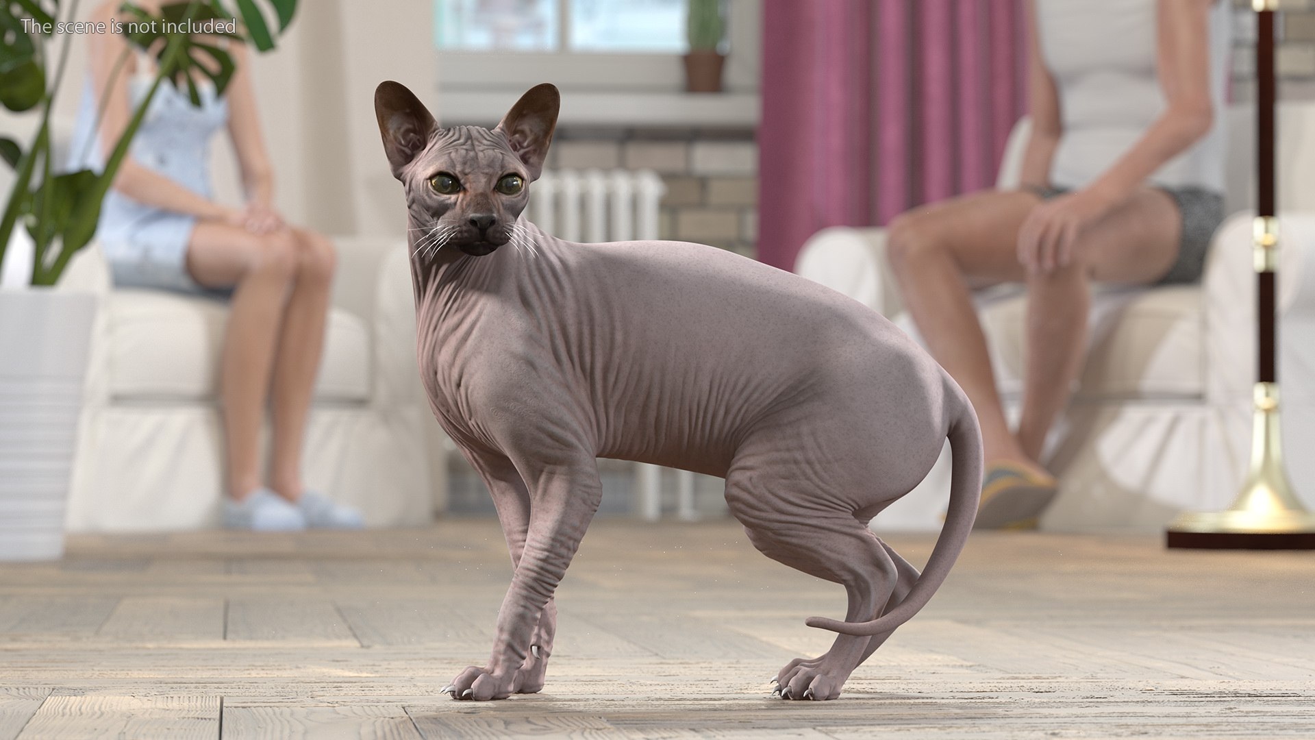 dark cream sphynx cat 3D model https://p.turbosquid.com/ts-thumb/nK/42DH3g/UcSupR11/darkcreamsphynxcatriggedvray3dmodel005/jpg/1606610137/1920x1080/fit_q87/2acbee235a755bc17e7eee807dd13e7c92c69079/darkcreamsphynxcatriggedvray3dmodel005.jpg