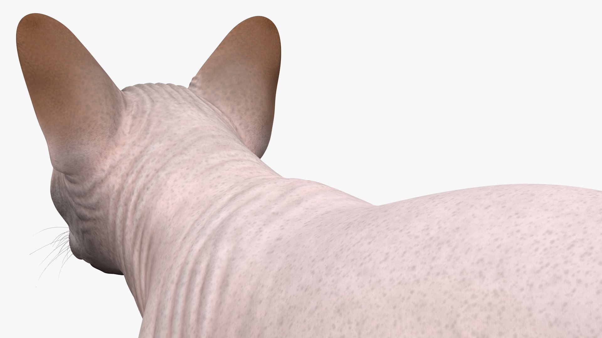 dark cream sphynx cat 3D model https://p.turbosquid.com/ts-thumb/nK/42DH3g/UkEN4TU3/darkcreamsphynxcatriggedvray3dmodel017/jpg/1606610283/1920x1080/fit_q87/44726594a249a94f56c9f2aff809c79c1ffb6632/darkcreamsphynxcatriggedvray3dmodel017.jpg